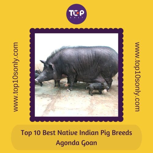 top 10 best native indian pig breeds agonda goan