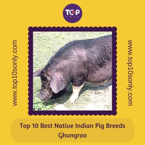 top 10 best native indian pig breeds ghungroo
