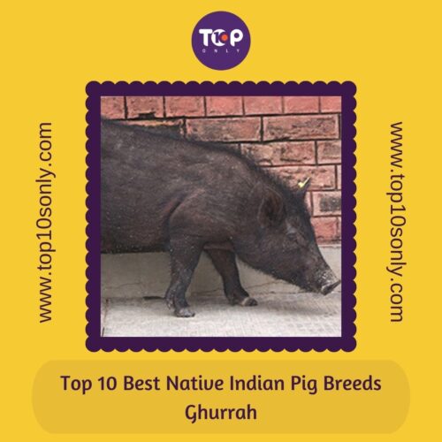 top 10 best native indian pig breeds ghurrah