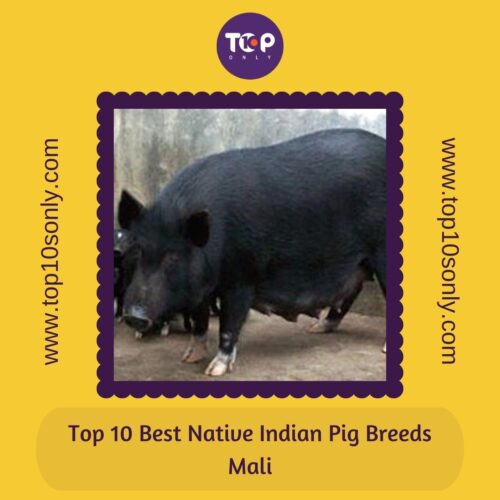 top 10 best native indian pig breeds mali