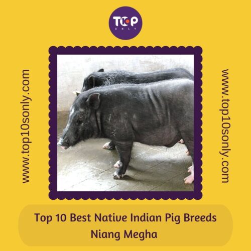top 10 best native indian pig breeds niang megha
