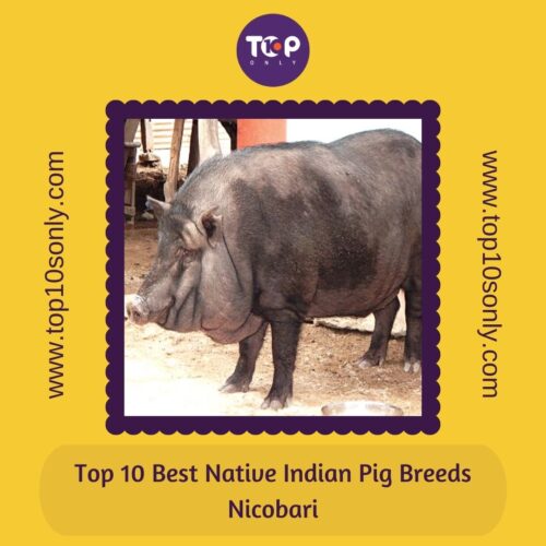top 10 best native indian pig breeds nicobari pig