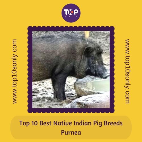 top 10 best native indian pig breeds purnea