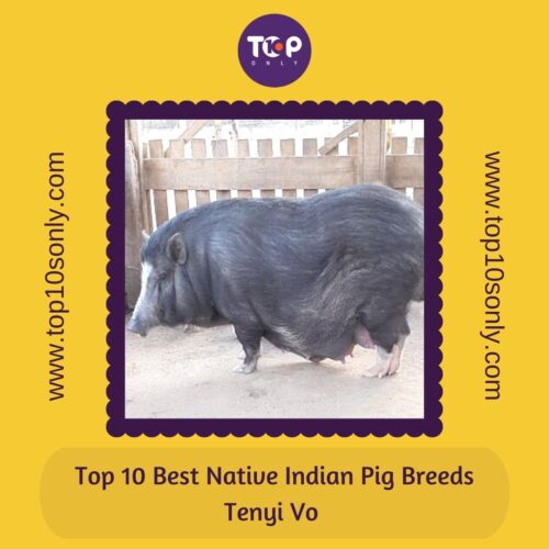 top 10 best native indian pig breeds tenyi vo