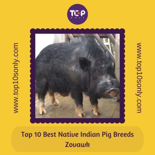 top 10 best native indian pig breeds zovawk