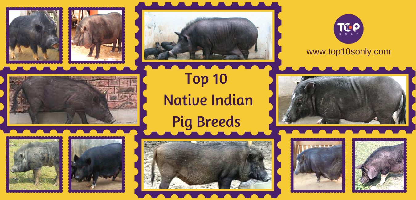 top 10 best native indian pig breeds