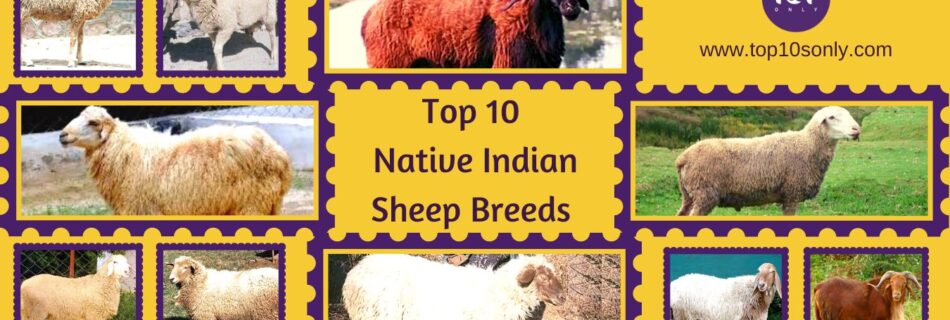 top 10 best native indian sheep breeds