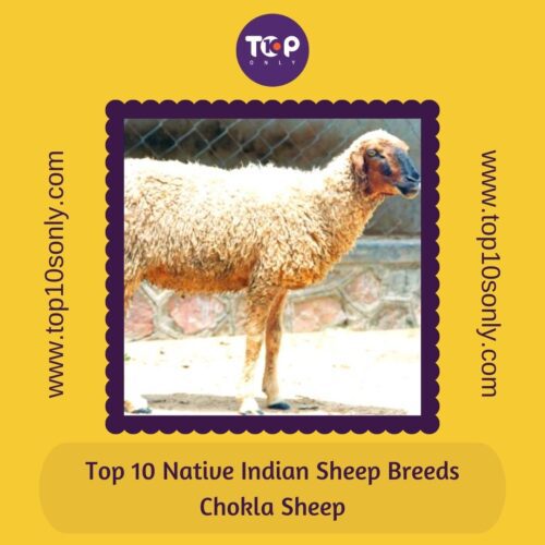 top 10 best native indian sheep breeds chokla sheep