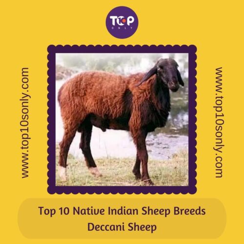 top 10 best native indian sheep breeds deccani sheep