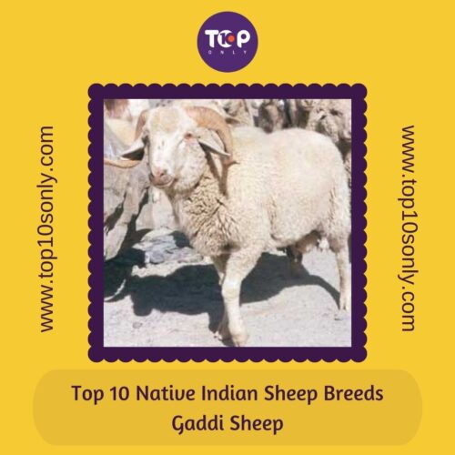 top 10 best native indian sheep breeds gaddi sheep