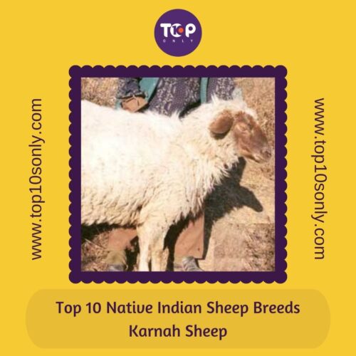 top 10 best native indian sheep breeds karnah sheep