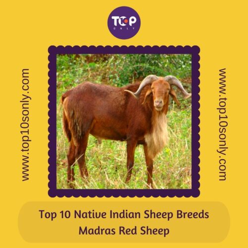 top 10 best native indian sheep breeds madras red sheep