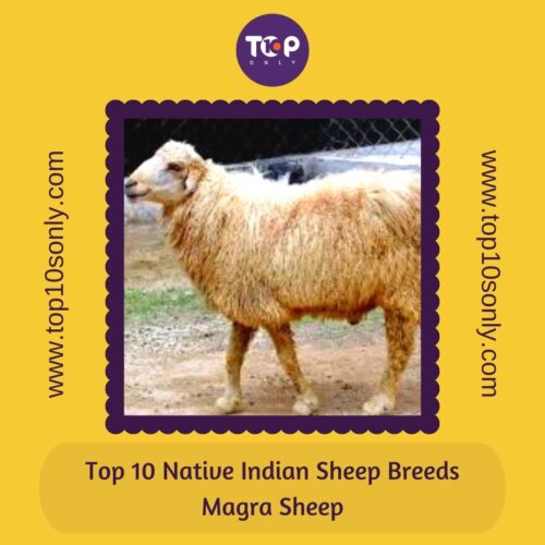 top 10 best native indian sheep breeds magra sheep