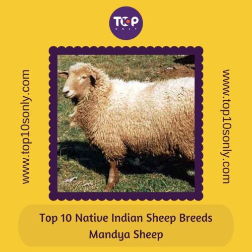 top 10 best native indian sheep breeds mandya sheep