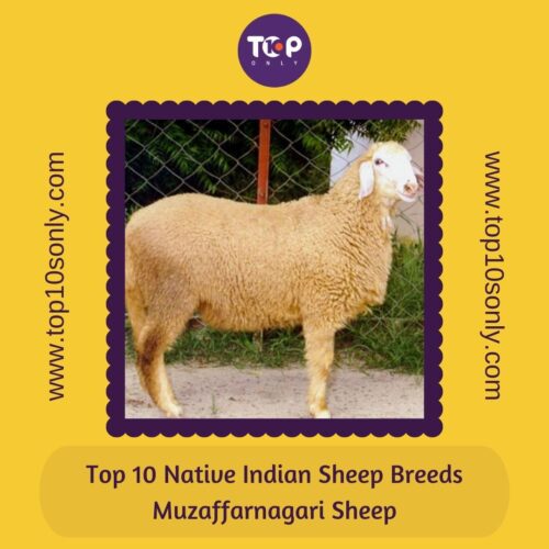 top 10 best native indian sheep breeds muzaffarnagari sheep
