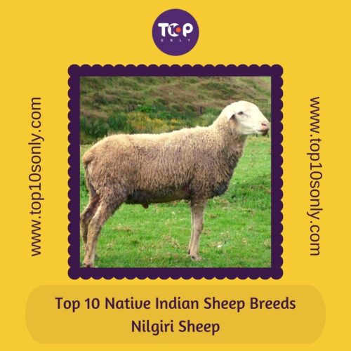 top 10 best native indian sheep breeds nilgiri sheep