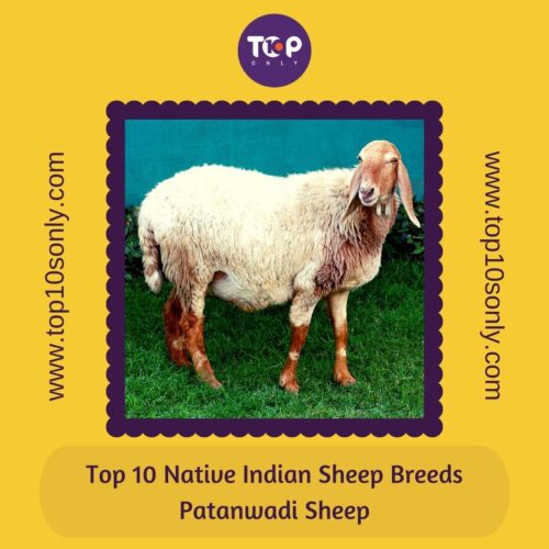 top 10 best native indian sheep breeds patanwadi sheep