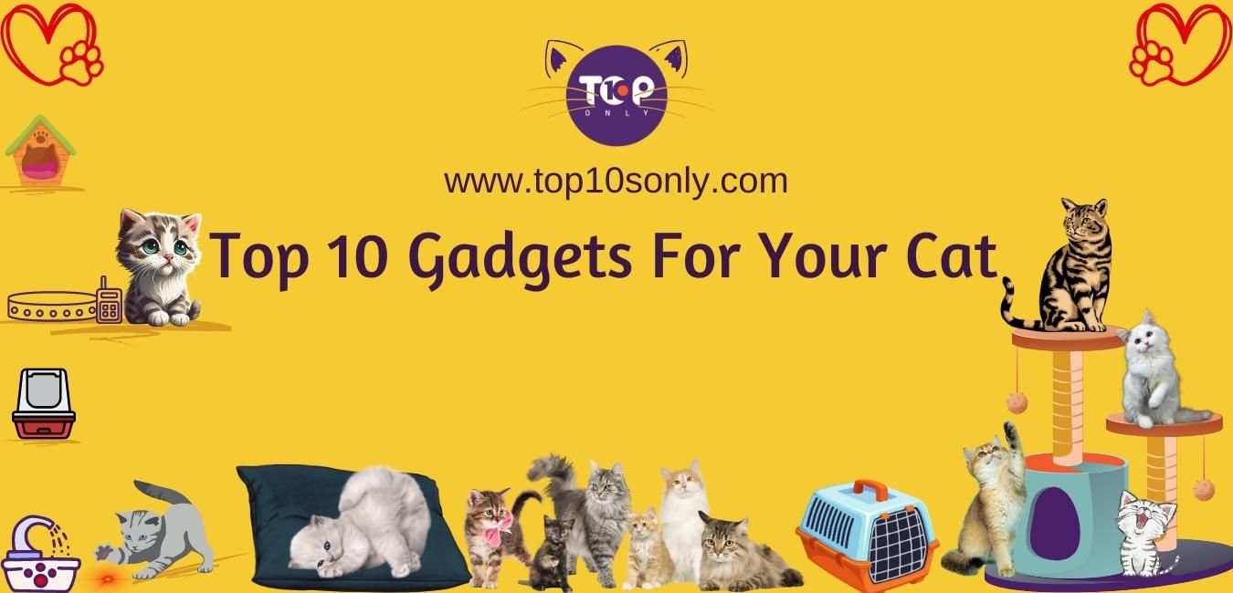 top 10 gadgets for your cat