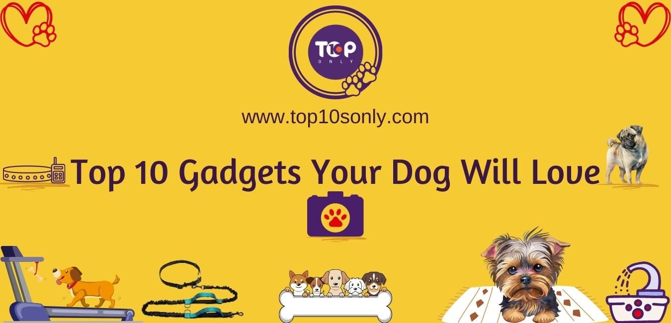 top 10 gadgets your dog will love