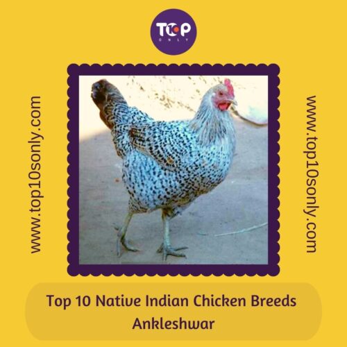 top 10 native indian chicken breeds ankleshwar