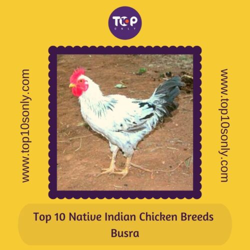 top 10 native indian chicken breeds busra
