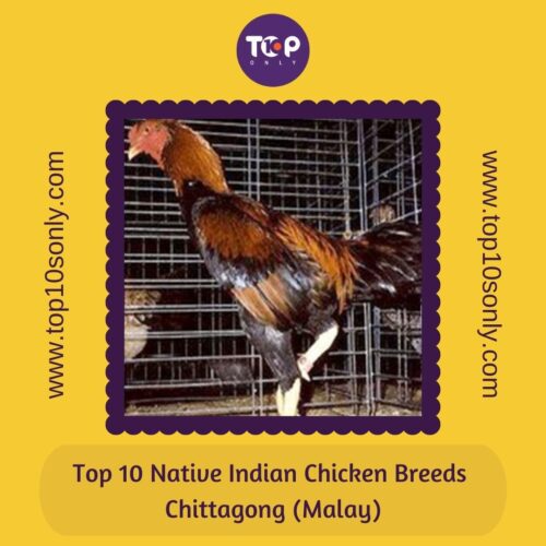 top 10 native indian chicken breeds chittagong (malay)