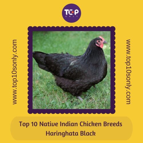 top 10 native indian chicken breeds haringhata black