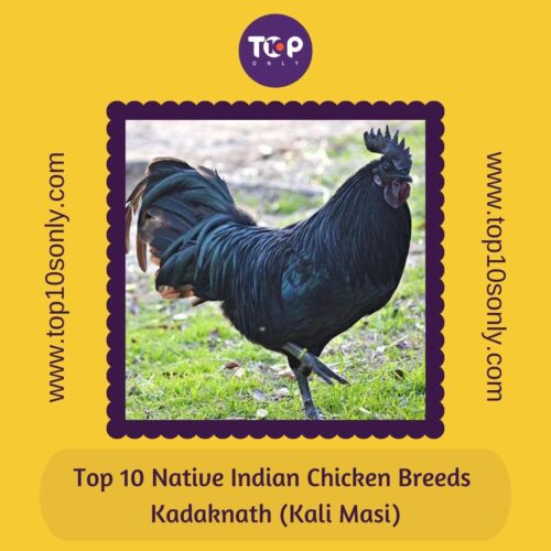 top 10 native indian chicken breeds kadaknath (kali masi)
