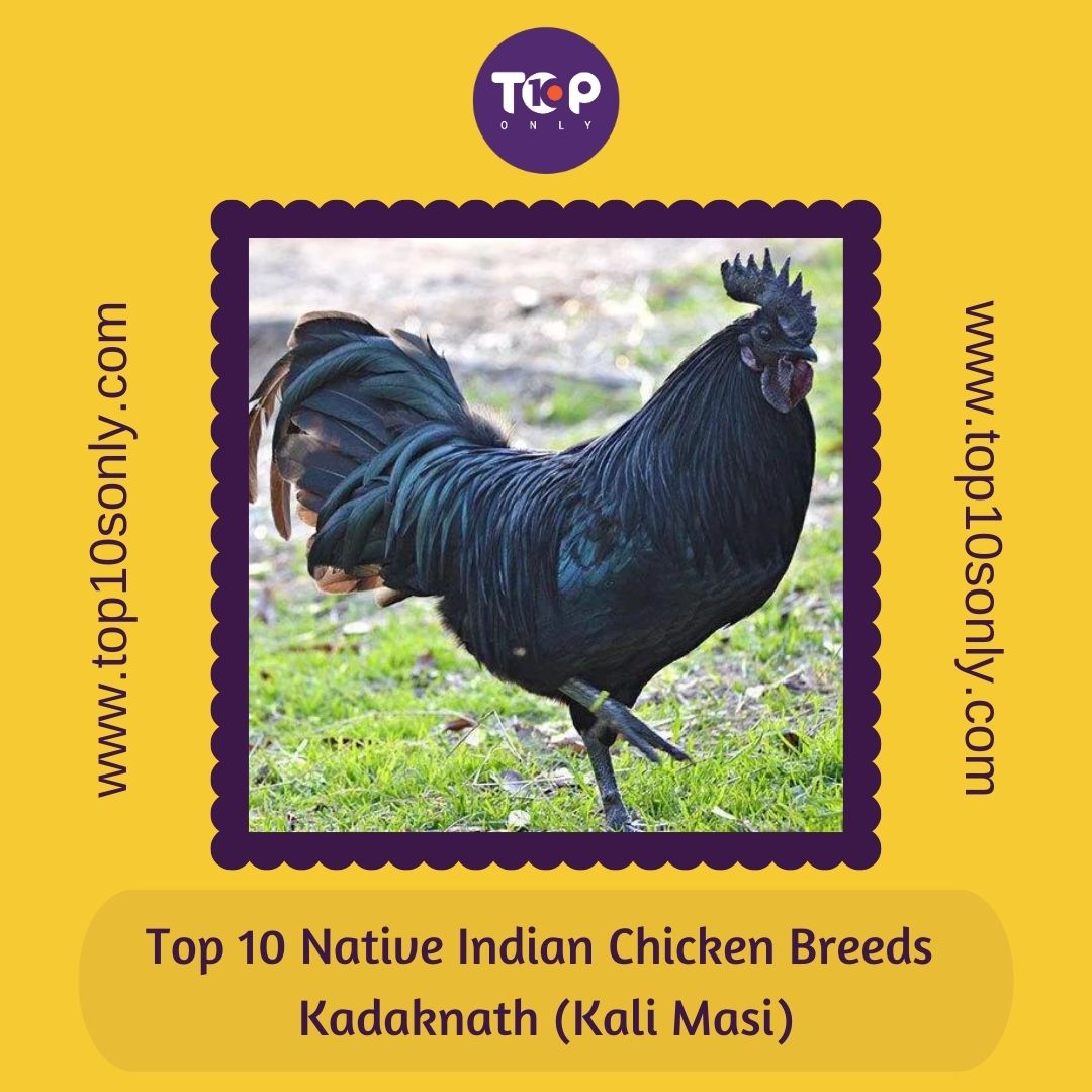 Top 10 Best Native Indian Chicken Breeds | Top 10s Only | 2024