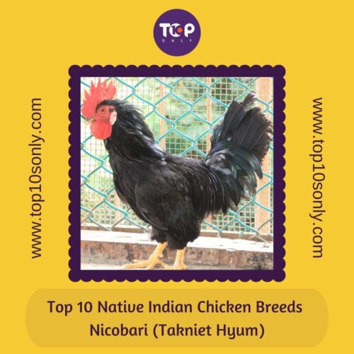 top 10 native indian chicken breeds nicobari