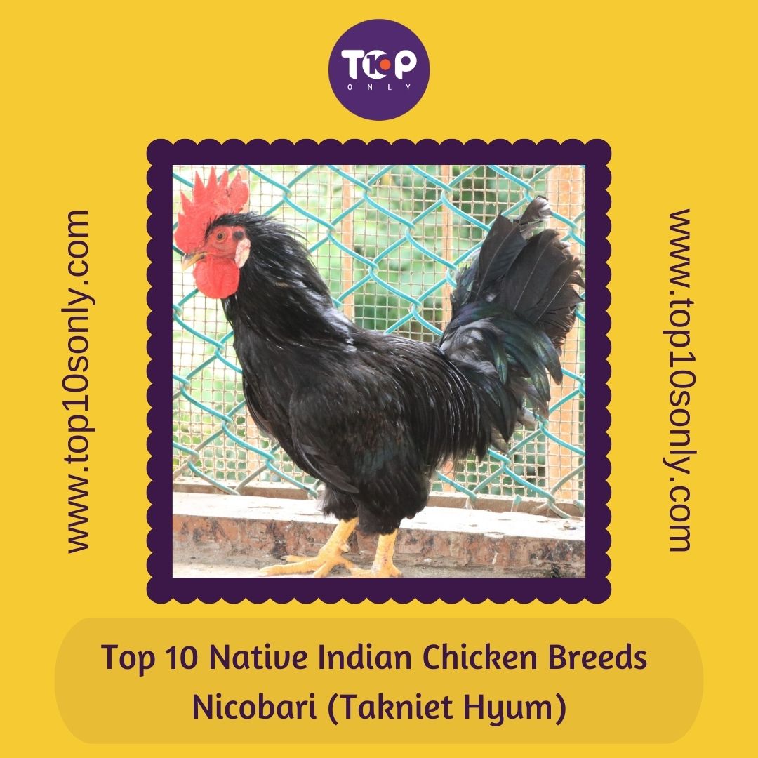 Top 10 Best Native Indian Chicken Breeds | Top 10s Only | 2024