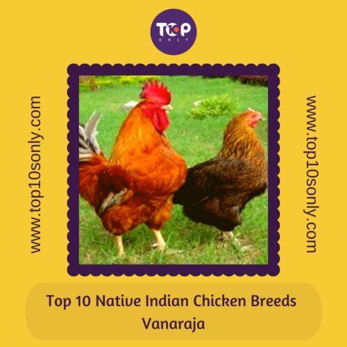 top 10 native indian chicken breeds vanaraja
