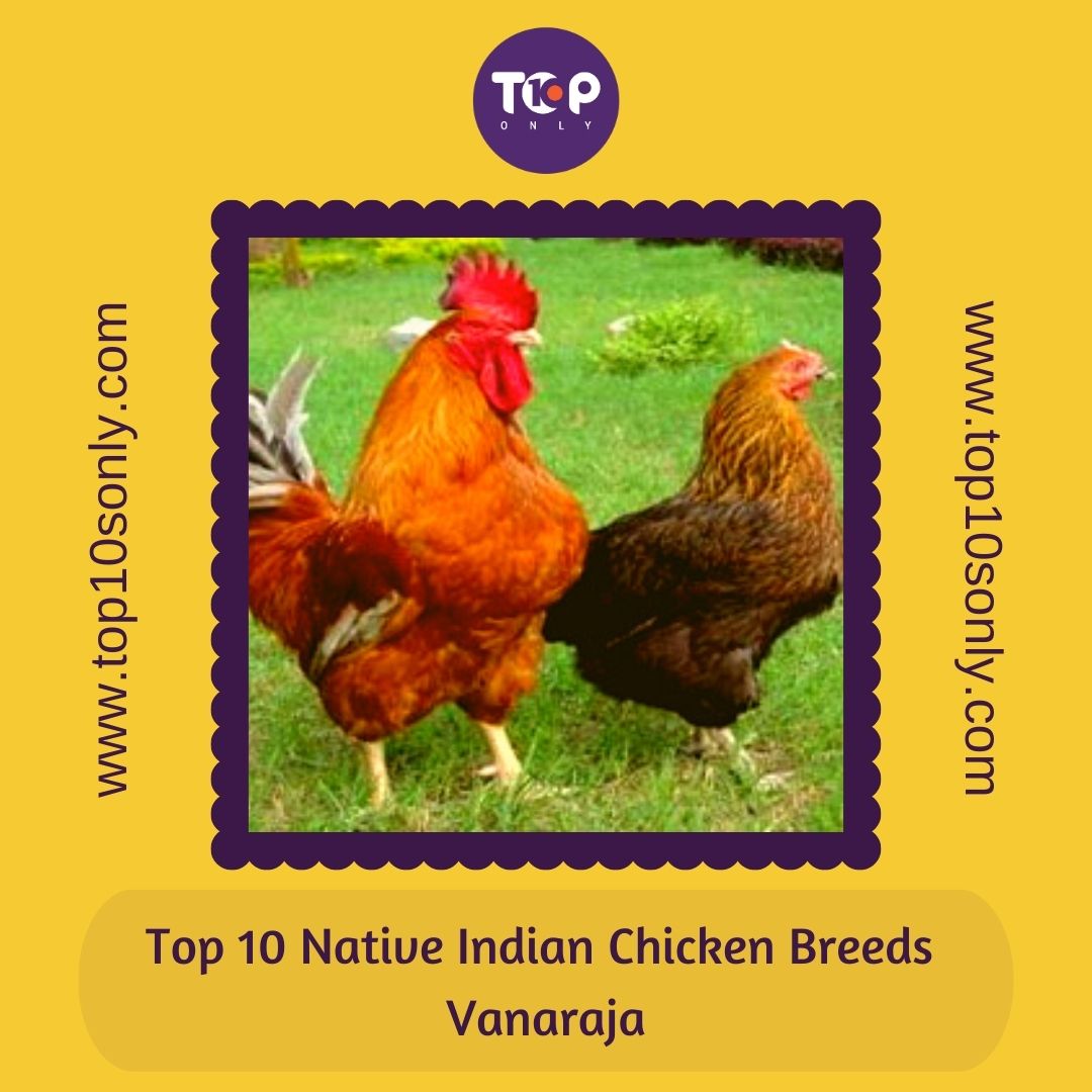 top-10-best-native-indian-chicken-breeds-top-10s-only-2024