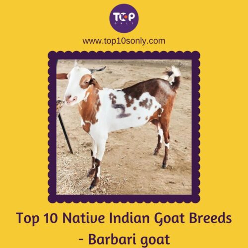 top 10 native indian goat breeds barbari goat