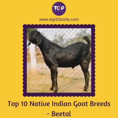 top 10 native indian goat breeds beetal
