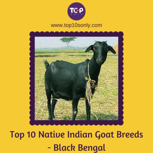 top 10 native indian goat breeds black bengal