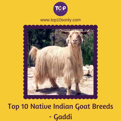 top 10 native indian goat breeds gaddi