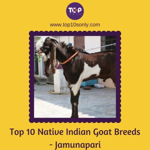 top 10 native indian goat breeds jamunapari