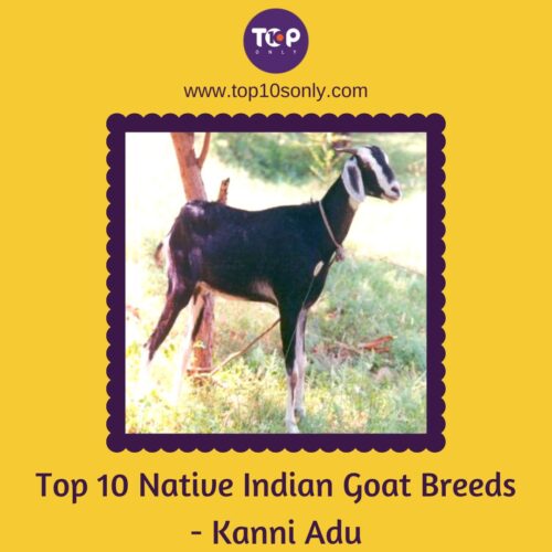top 10 native indian goat breeds kanni adu