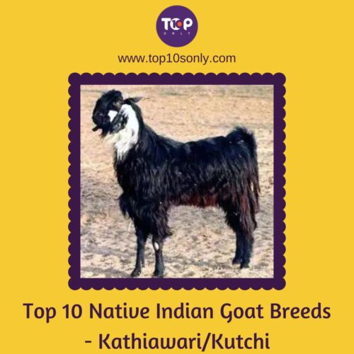 top 10 native indian goat breeds kathiawari kutchi