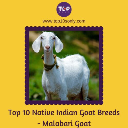 top 10 native indian goat breeds malabari goat