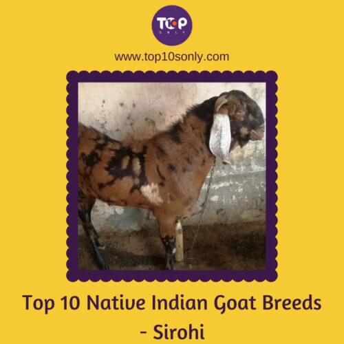 top 10 native indian goat breeds sirohi