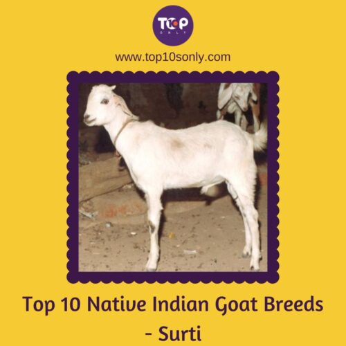 top 10 native indian goat breeds surti