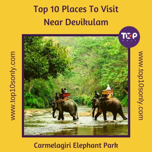 top 10 places to visit in and around devikulam carmelagiri elephant park
