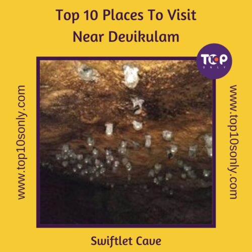 top 10 places to visit in and around devikulam swiftlet cave