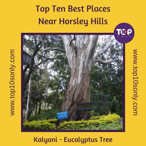 top ten best places to visit in and around horsley hills kalyani eucalyptus tree