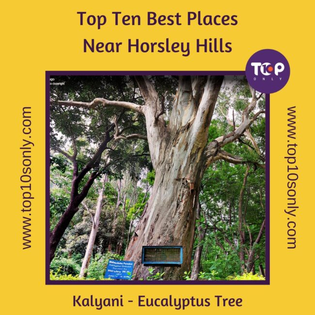 top ten best places to visit in and around horsley hills kalyani eucalyptus tree