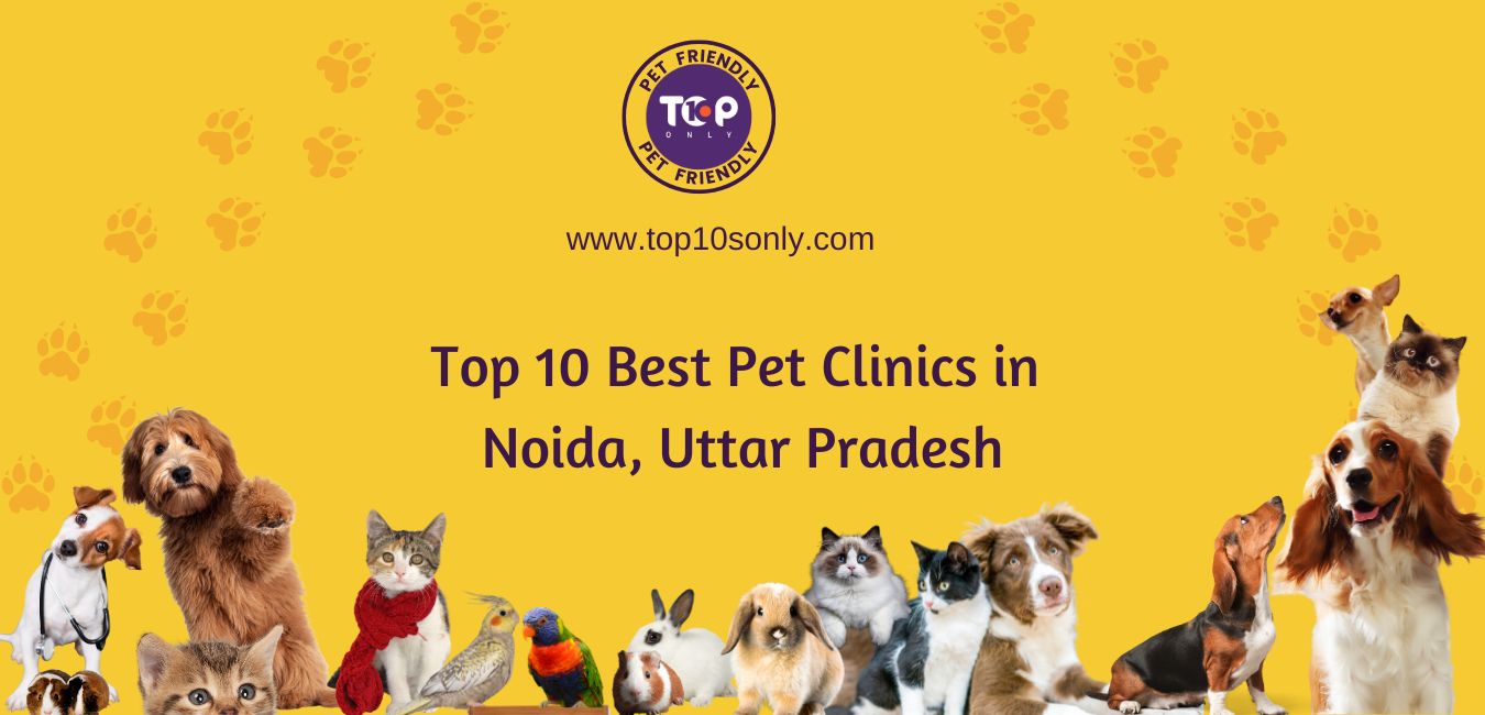 top 10 best pet clinics in noida, uttar pradesh