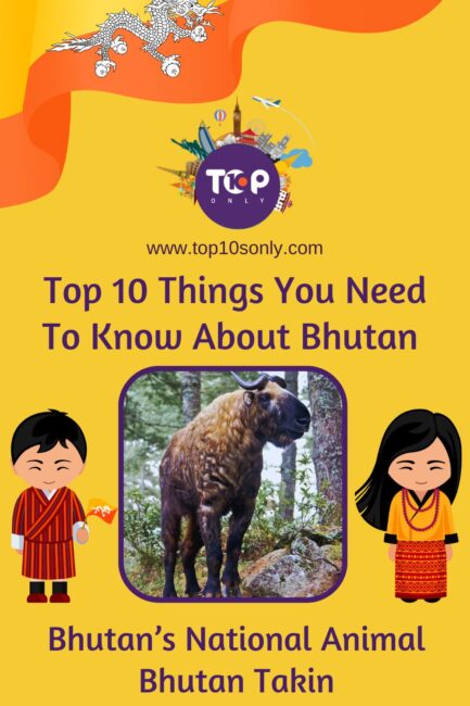 top 10 things you need to know about bhutan bhutans national animal bhutan takin