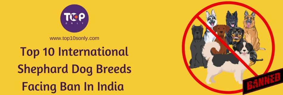 top 10 international shephard dog breeds facing ban in india